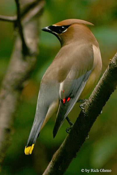 Cedar Waxwing